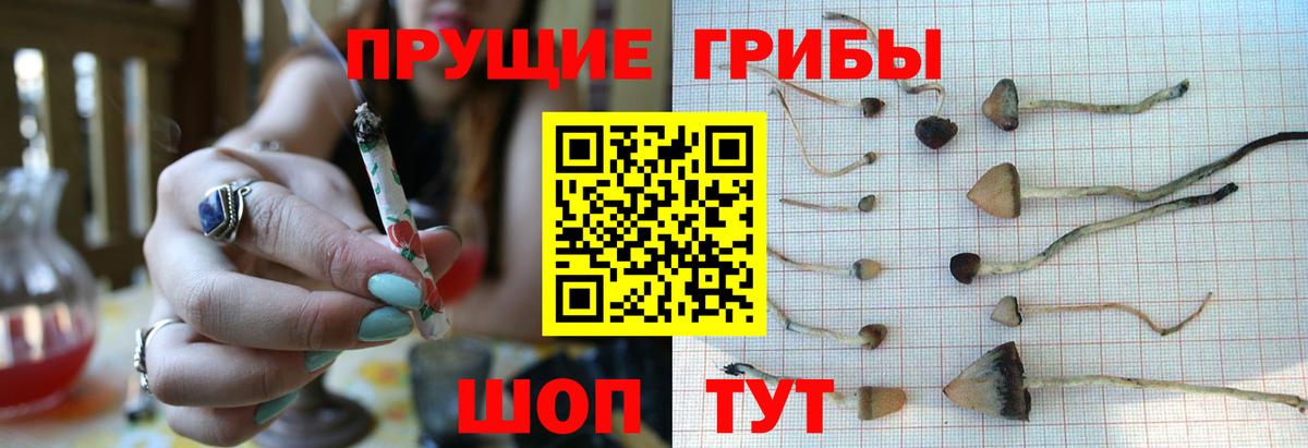 Псилоцибиновые грибы ЛСД Киселёвск